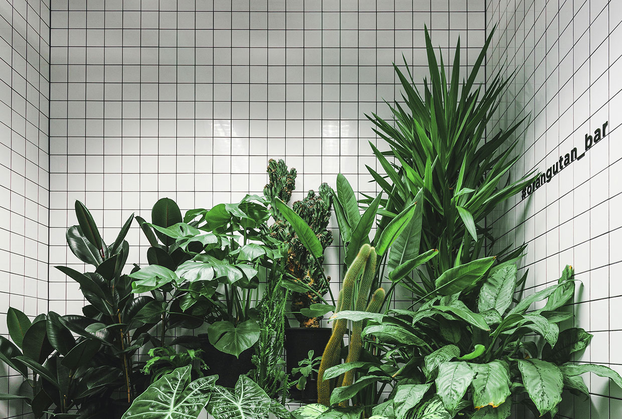 Orang utan vegetarian bar kiev yellowtrace.jpg