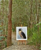 'Cleo' Peregrine Falcon in situ by Leila Jeffreys | Yellowtrace