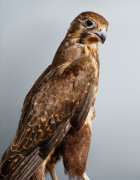 'Darcy' Brown Falcon by Leila Jeffreys | Yellowtrace