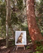'Darcy' Brown Falcon in situ by Leila Jeffreys | Yellowtrace
