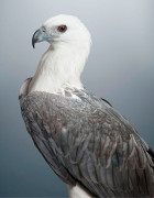 'Dexter' White Bellied Sea Eagle by Leila Jeffreys | Yellowtrace