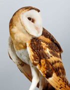 'Duke' Grass Owl by Leila Jeffreys | Yellowtrace