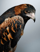 'Mulga' Black Breasted Buzzard by Leila Jeffreys | Yellowtrace