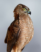 'Trinity' Brown Goshawk by Leila Jeffreys | Yellowtrace