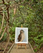 'Trinity' Goshawk in situ by Leila Jeffreys | Yellowtrace