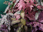 Still Life Photography by Victoria Ling | Yellowtrace