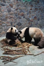 Chengdu Research Base of Giant Panda Breeding, Photo © Nick Hughes | Yellowtrace