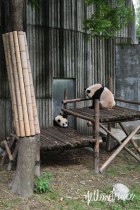 Chengdu Research Base of Giant Panda Breeding, Photo © Nick Hughes | Yellowtrace
