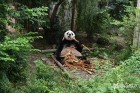 Chengdu Research Base of Giant Panda Breeding, Photo © Nick Hughes | Yellowtrace