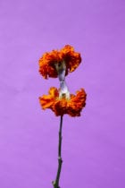 In Perfect Process By London Flower School Print Artist Lisa King For London Design Festival 2019 Yellowtrace 10