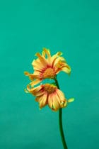 In Perfect Process By London Flower School Print Artist Lisa King For London Design Festival 2019 Yellowtrace 11