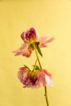 In Perfect Process By London Flower School Print Artist Lisa King For London Design Festival 2019 Yellowtrace 13
