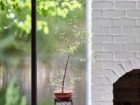 John Ellway, Terrarium House Brisbane, Residential Architecture, Photo Toby Scott | Yellowtrace