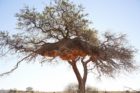 Porky Hefer, The Nest: Off Grid Lodge in Namibia, Wellness Eco Architecture | Yellowtrace