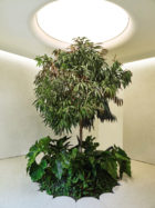 Studio Paolo Ferrari, Alchemy Cannabis Dispensary Toronto | Yellowtrace