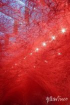 Chiharu Shiota The Soul Trembles Solo Exhibition Goma Nick Hughes Yellowtrace 19