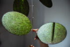 We Plus Less Light Local Ita Nori Installation Yellowtrace 19
