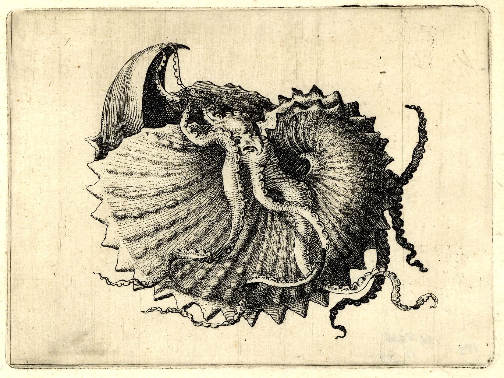 Yellowtrace Paper Nautilus 2 27 Opt80