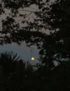 Yellowtrace Ysg Moon Gang Ubud Extras Photo Tomasso Riva 05 Opt80