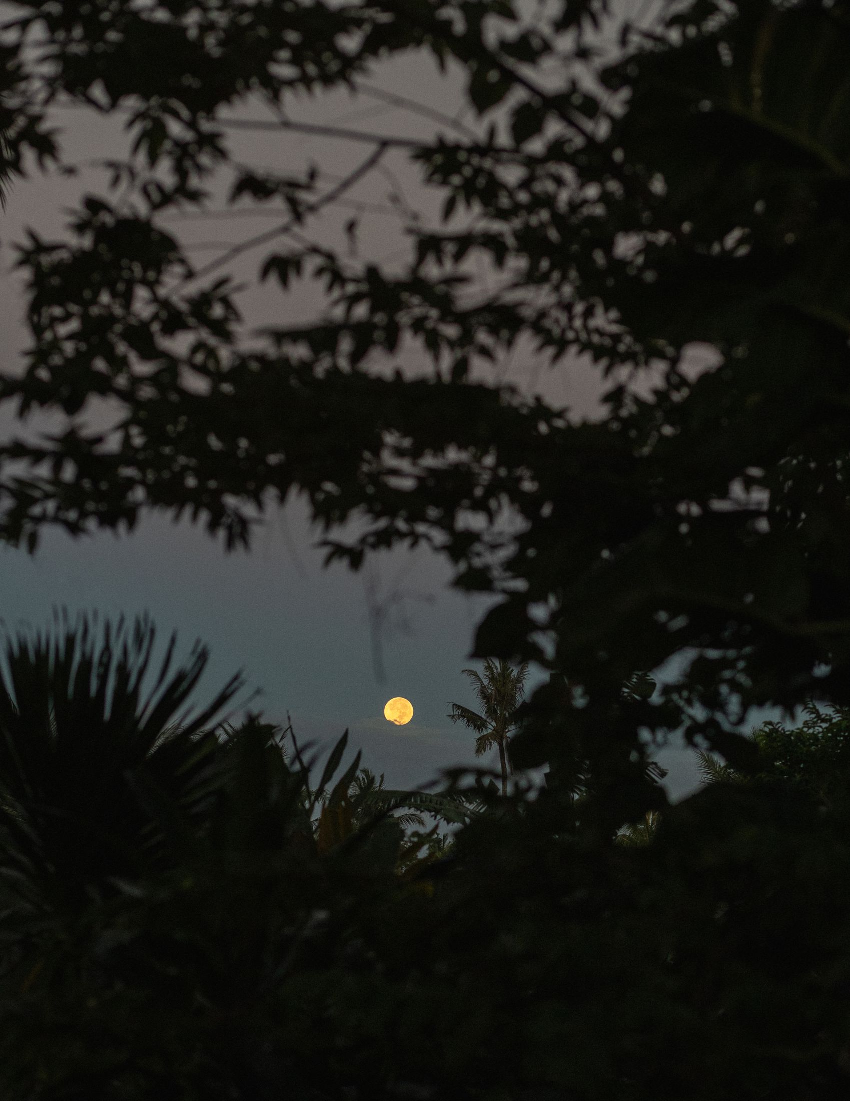 Yellowtrace Ysg Moon Gang Ubud Extras Photo Tomasso Riva 05 Opt80