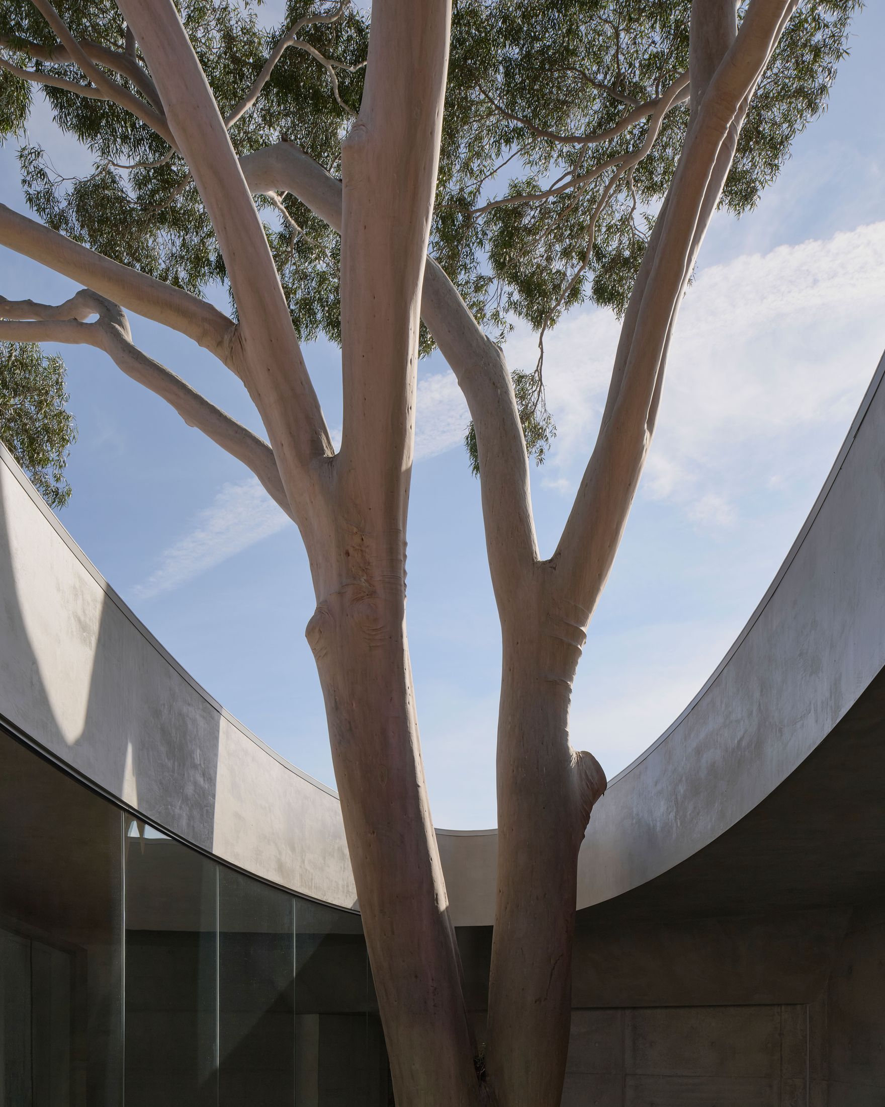 Yellowtrace Farrell Wray Architects Gallery For A Tree Marcellin Flyover Photo Peter Clarke 32 Opt80