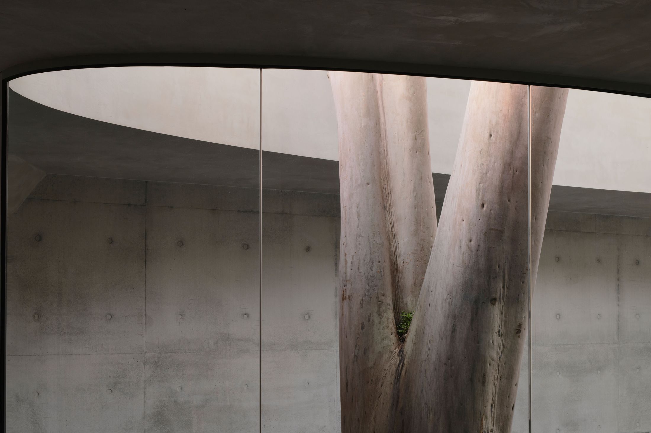 Yellowtrace Farrell Wray Architects Gallery For A Tree Marcellin Flyover Photo Peter Clarke 52 Opt80