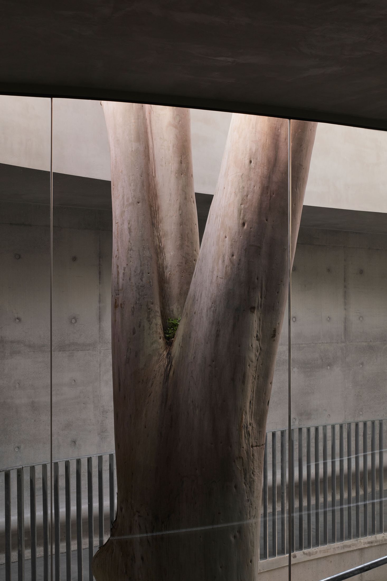 Yellowtrace Farrell Wray Architects Gallery For A Tree Marcellin Flyover Photo Peter Clarke 53 Opt80