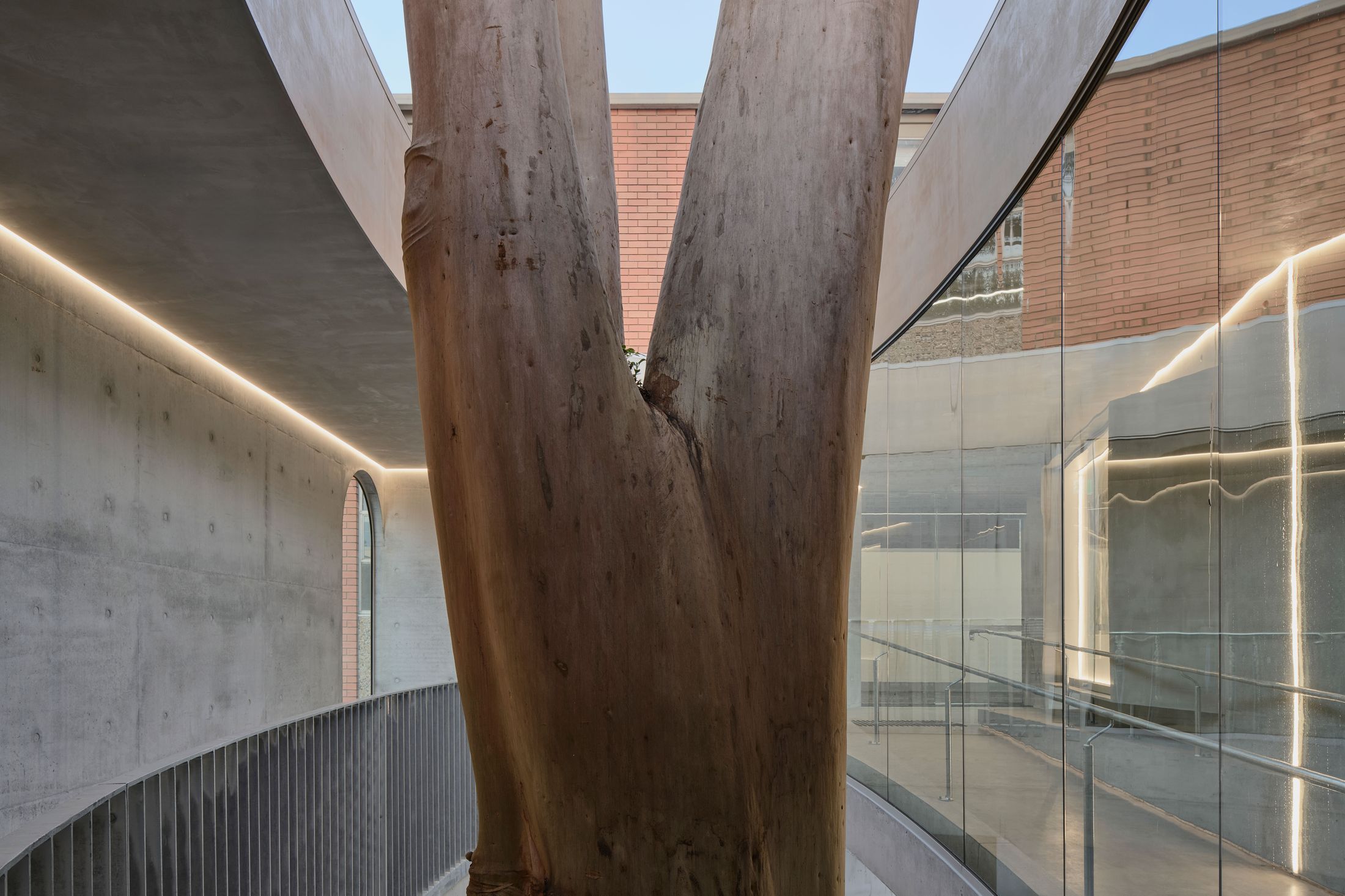 Yellowtrace Farrell Wray Architects Gallery For A Tree Marcellin Flyover Photo Peter Clarke 64 Opt80